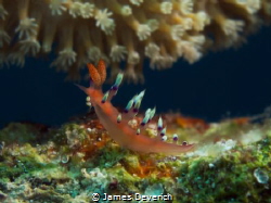 Flabelina on the house reef by James Deverich 